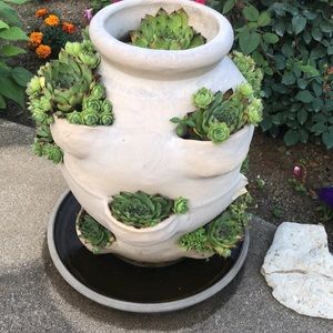 HENS AND CHICK PLANTS 30 PLANTS